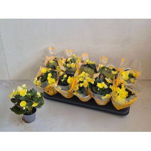 BEG DU SWEETIES YELL