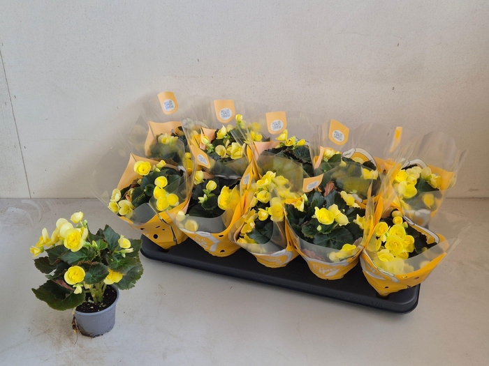 <h4>BEG DU SWEETIES YELL</h4>