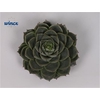 Echeveria Fabiola Cutflower Wincx-8cm