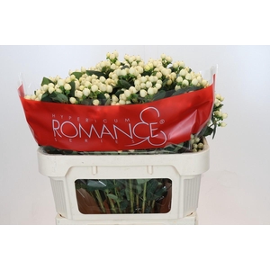 Hypericum Cool Romance Spray