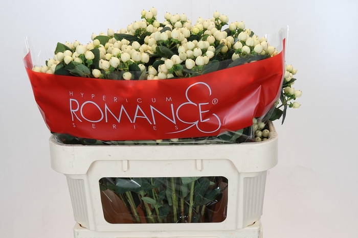 Hypericum Cool Romance Spray