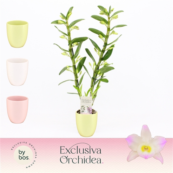 <h4>Dendrobium nobile Spring Dream 'Kumiko'</h4>
