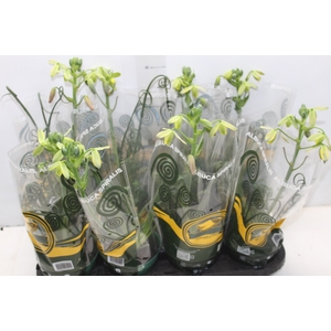 ALBUCA SPIRALIS P14 COM FLOR