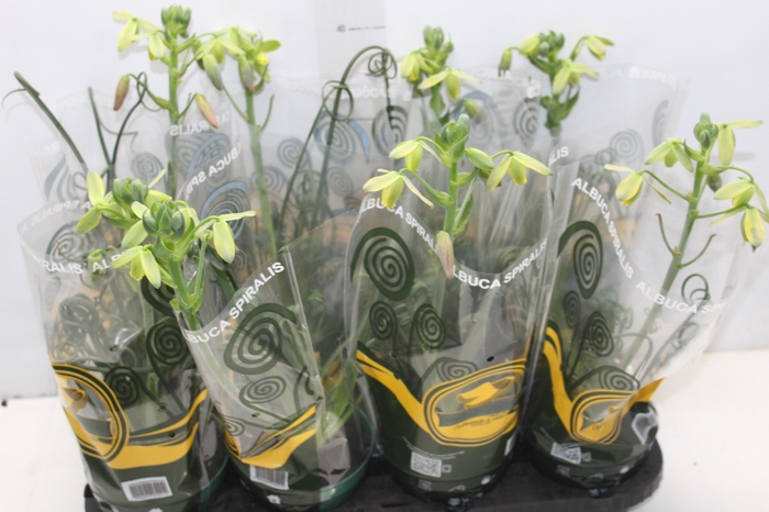 <h4>ALBUCA SPIRALIS P14 COM FLOR</h4>