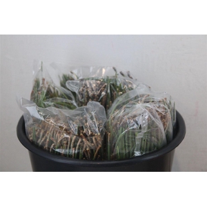 Dennen Needles Green P Bag