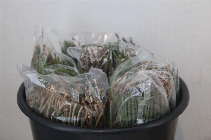 <h4>Dennen Needles Green P Bag</h4>