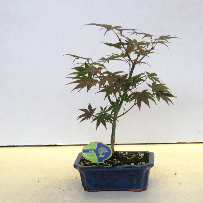 <h4>Acer palmatum atropurpereum</h4>