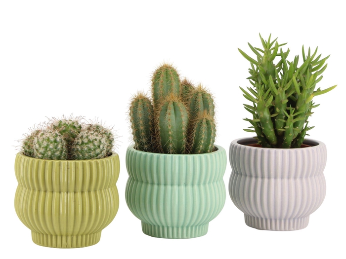 <h4>7501367: Solutionss Consideration</h4>