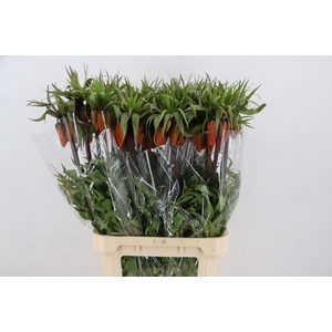 FRIT IM RUBRA MAXIMA 090CM