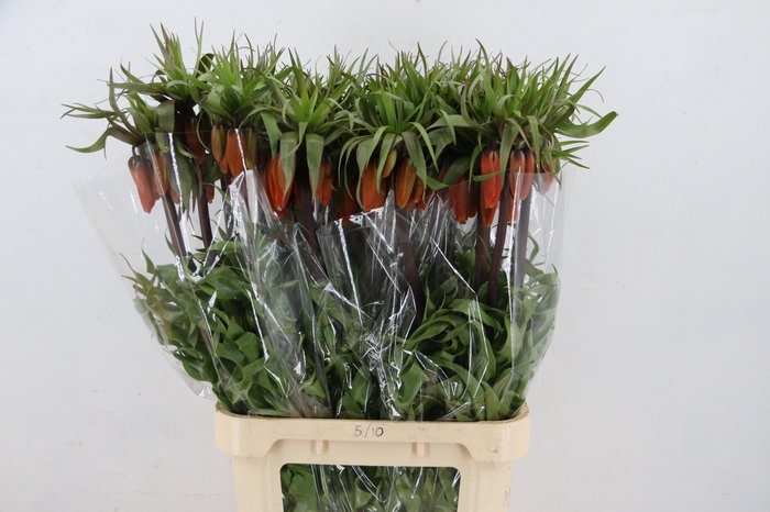 FRIT IM RUBRA MAXIMA 090CM