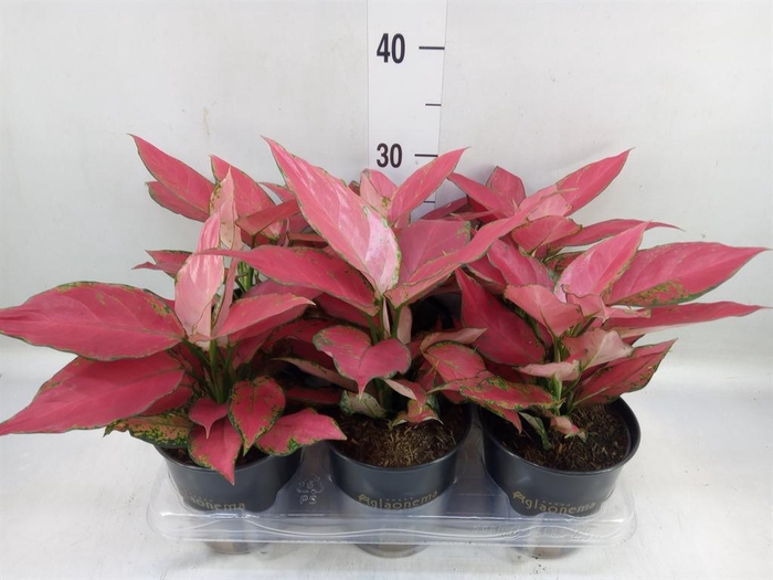 <h4>Aglaonema  'Cherry Baby'</h4>