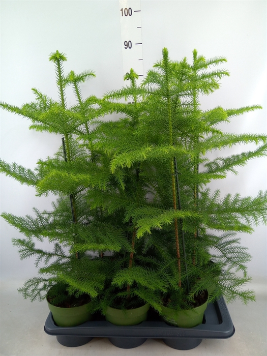 <h4>Araucaria heterophylla</h4>