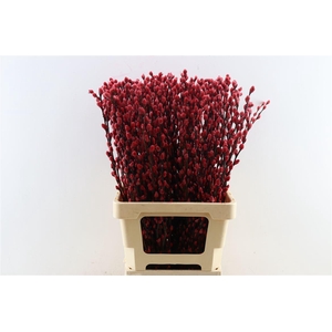 Salix Wilgenkatjes Red 70cm P Stem