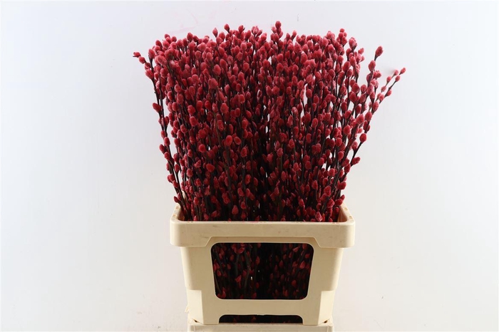 <h4>Salix Wilgenkatjes Red 70cm P Stem</h4>