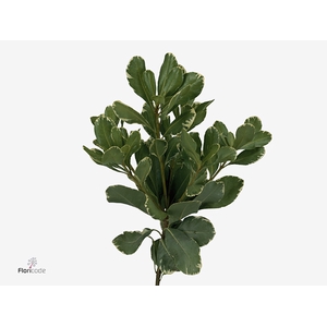 Pittosporum Ilan