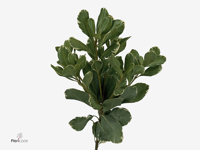 <h4>Pittosporum Ilan</h4>