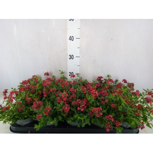 Diascia  'Piccadilly Red'