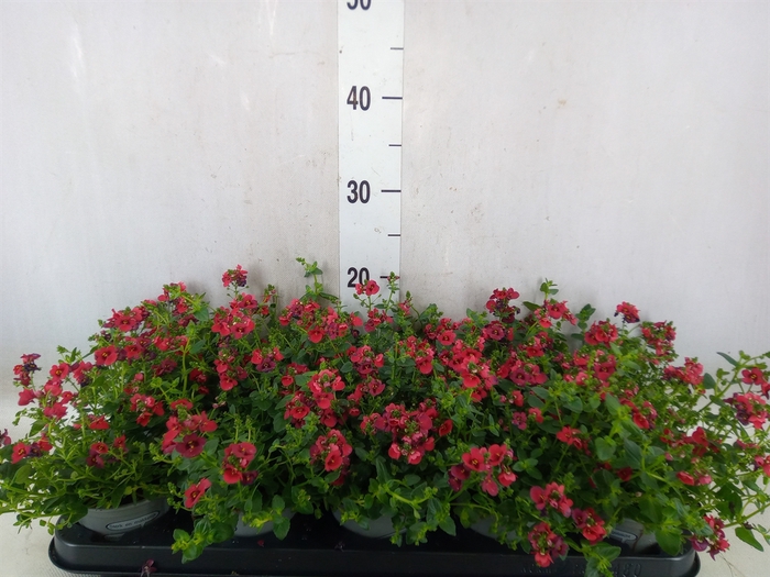 <h4>Diascia  'Piccadilly Red'</h4>