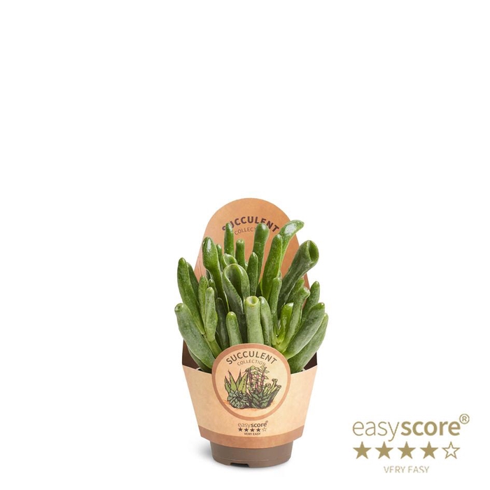 <h4>CRASSULA OVATA</h4>