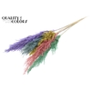 Pampas Grass 100cm 5st/bunch Pastel Prism