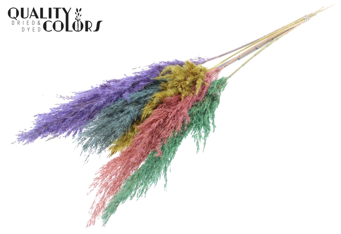 Pampas Grass 100cm 5st/bunch Pastel Prism