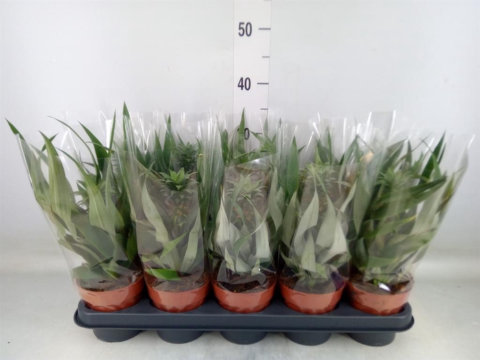 <h4>Ananas  'Mi Amigo'</h4>