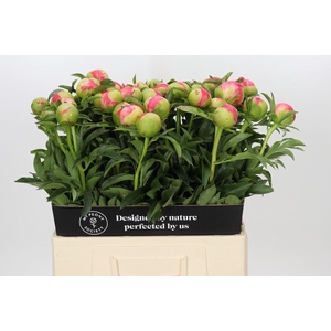 PAEONIA HYBR. 'CORAL SUNSET'