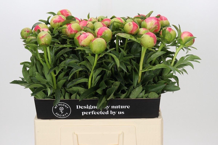 <h4>PAEONIA HYBR. 'CORAL SUNSET'</h4>