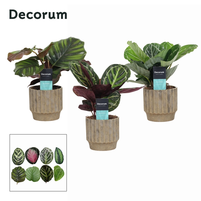 Calathea Mix in Ompot Jane (Decorum)