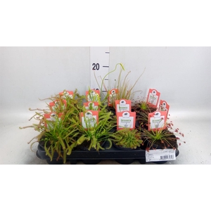 Drosera