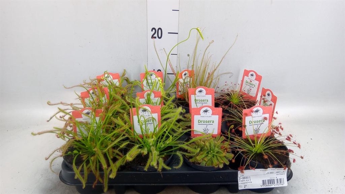 <h4>Drosera</h4>