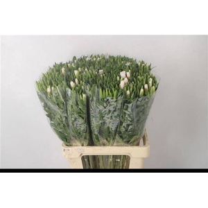 CLARKIA AM GR WHITE