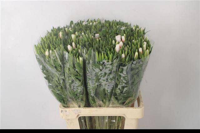 <h4>CLARKIA AM GR WHITE</h4>