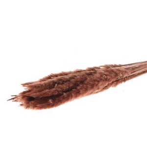 Bunch Fluffy Pampas Slv 70g L75