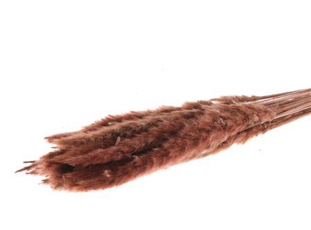 Bunch Fluffy Pampas Slv 70g L75