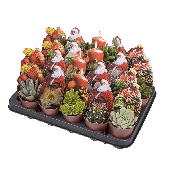 <h4>MIX CACTUS AND SUCCULENT POT Ø 6.5 WITH CHRISTMAS SHAPED POTCOVER - SHAPED CHRISTMAS ELEMENTS - TRAY 20 PCS</h4>