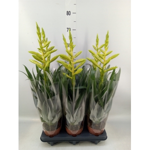 Tillandsia oerstediana