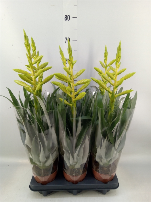 <h4>Tillandsia oerstediana</h4>