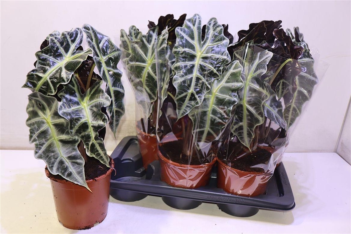 <h4>arr8 Aloc Polly</h4>