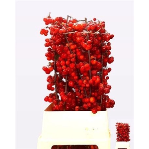 Malusappel Red Sentinel