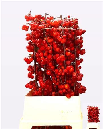 <h4>Malusappel Red Sentinel Xxl</h4>