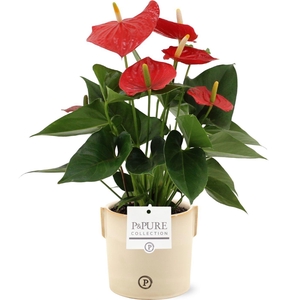 Anthurium 12 cm Esudo in Pure Lauren ceramics