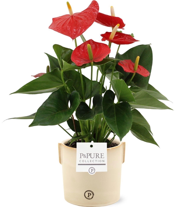<h4>Anthurium 12 cm Esudo in Pure Lauren ceramics</h4>