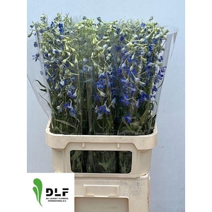 DELPH EN VOLKERFRIED