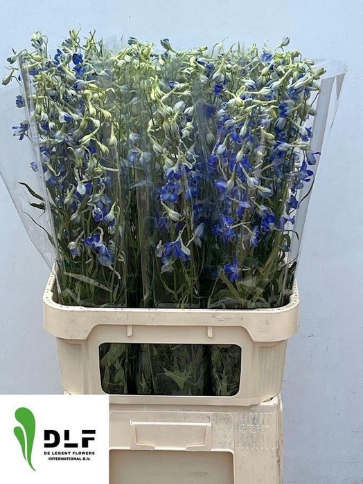 <h4>DELPH EN VOLKERFRIED</h4>