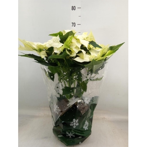 Euphorbia pulc. 'Alaska'