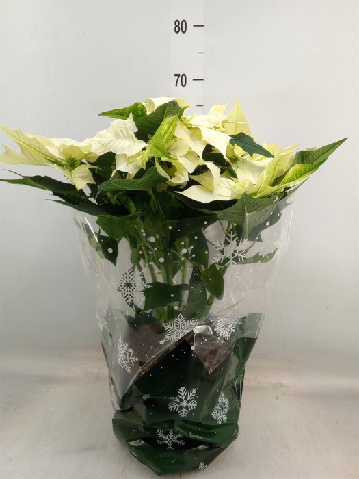 <h4>Euphorbia pulc. 'Alaska'</h4>