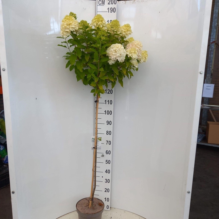 <h4>Hydrangea paniculata Limelight</h4>
