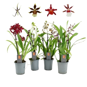 Inca Orchid mix 3 spike 9cm