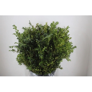 Buxus Green 400gr P Bunch
